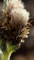 Antennaria carpatica